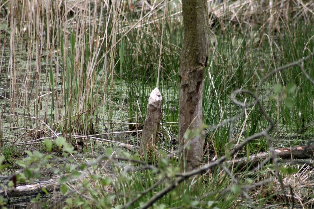VWG vogelreis Oost Duitsland mei 2010 492
